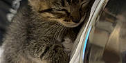 Prada joined the competition — help win amazing prizes! kitten, sleeping, tabby, cat, indoor, blanket, white, paw, fur, closeup, cozy, soft, pet, animal, resting, bedroom, teddy_bear, metal_bowl, blurred_background, cute