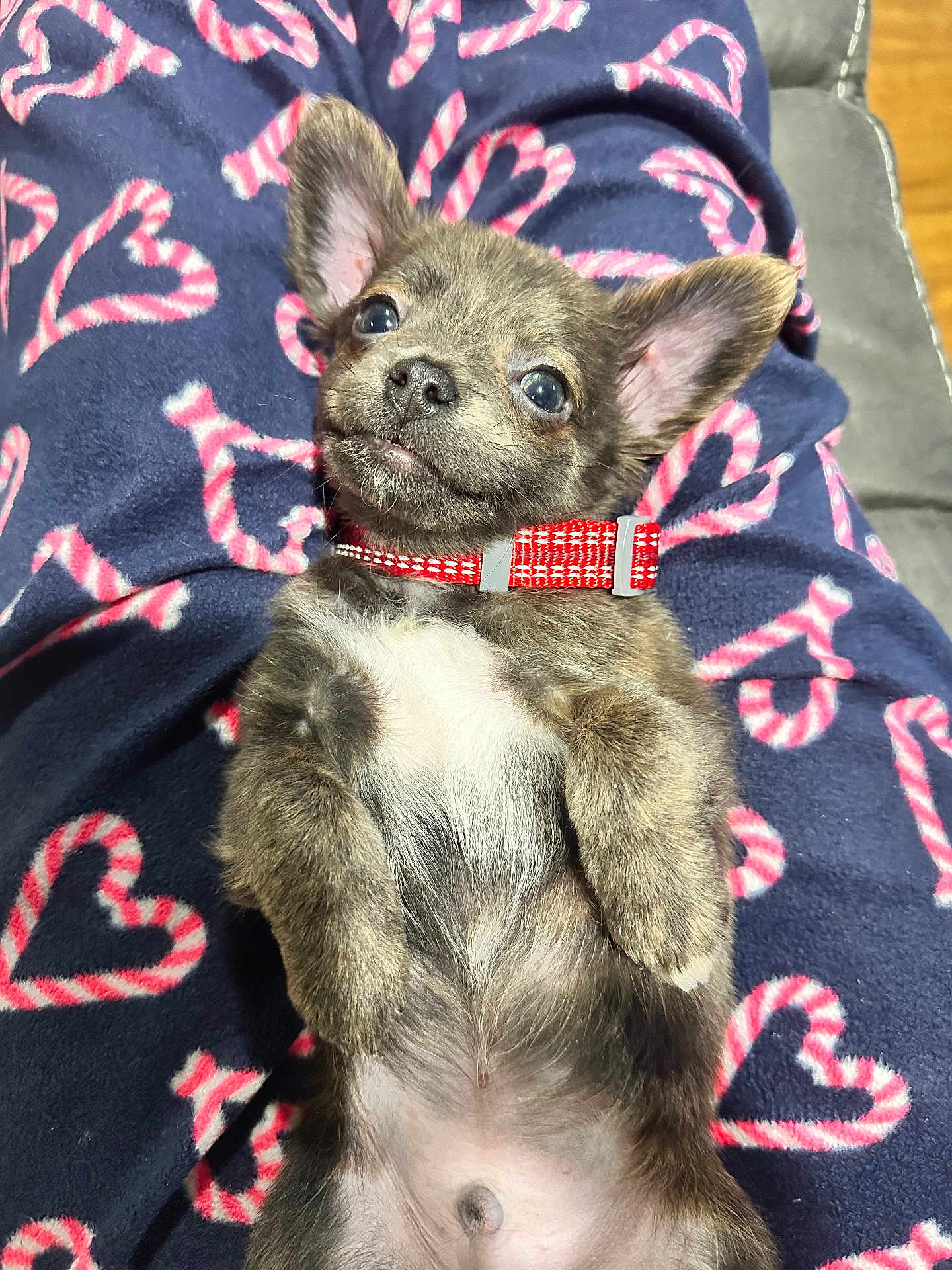 Ammo is registered to the contest to win money with this photo: animal, blanket, canine, collar, cozy, cute, dog, ears, fur, heart_pattern, indoor, looking_up, lying_down, navy_blue, pet, pink, puppy, relaxed, small, young