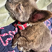 Ammo is registered to the contest to win money with this photo: animal, blanket, closeup, collar, cozy, cute, dog, domestic, ears, fur, indoor, paw, pet, puppy, relaxed, resting, sleeping, snout, soft, warm