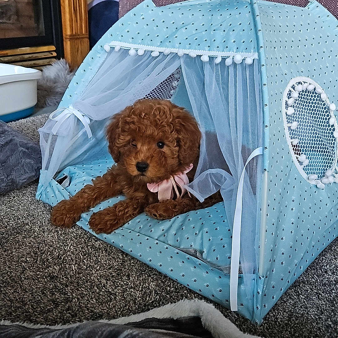 Mocha joined the competition — help win amazing prizes! animal, blue, brown, carpet, cozy, curtains, cute, decor, dog, fireplace, furniture, home, indoor, pet, puppy, relaxing, resting, ribbon, small, tent