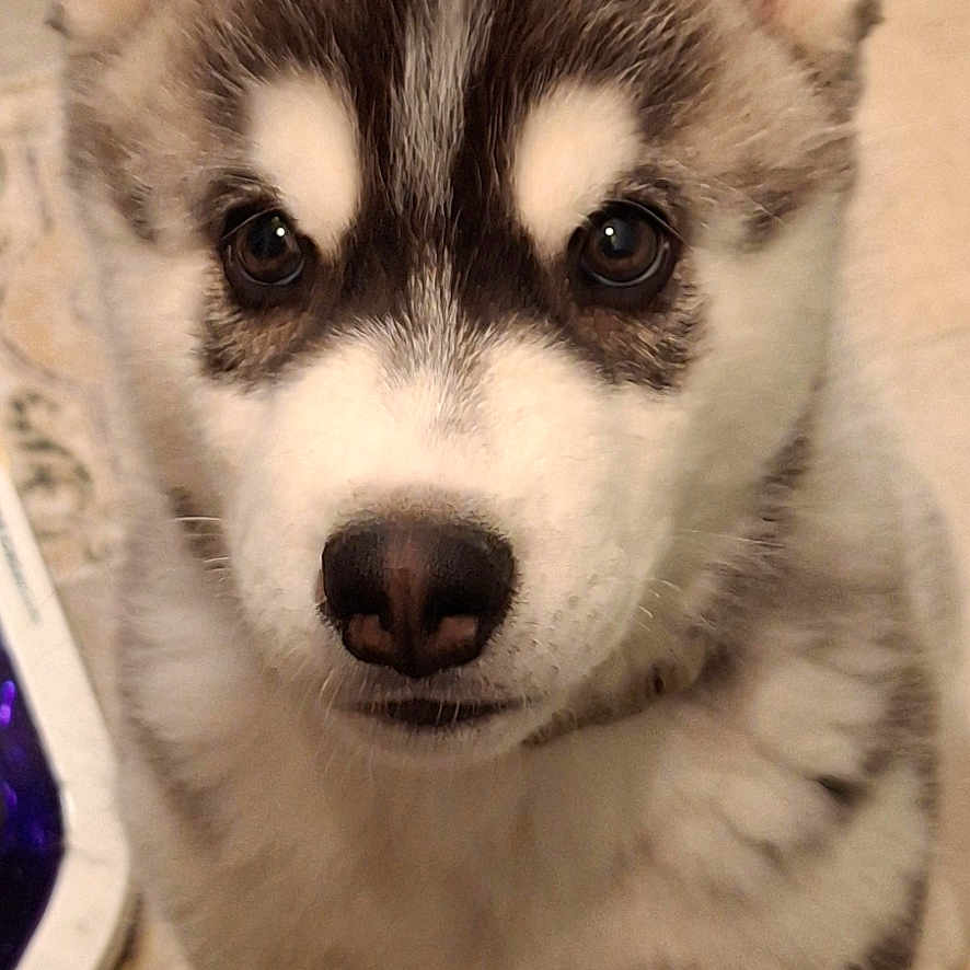 Valentine Lambert a rejoint le concours — aidez-le/la à gagner de superbes lots ! puppy, dog, husky, indoor, floor, tile, pet, canine, fur, ears, cute, young, animal, looking_up, sitting, domestic, closeup, adorable, companion, fur_pattern