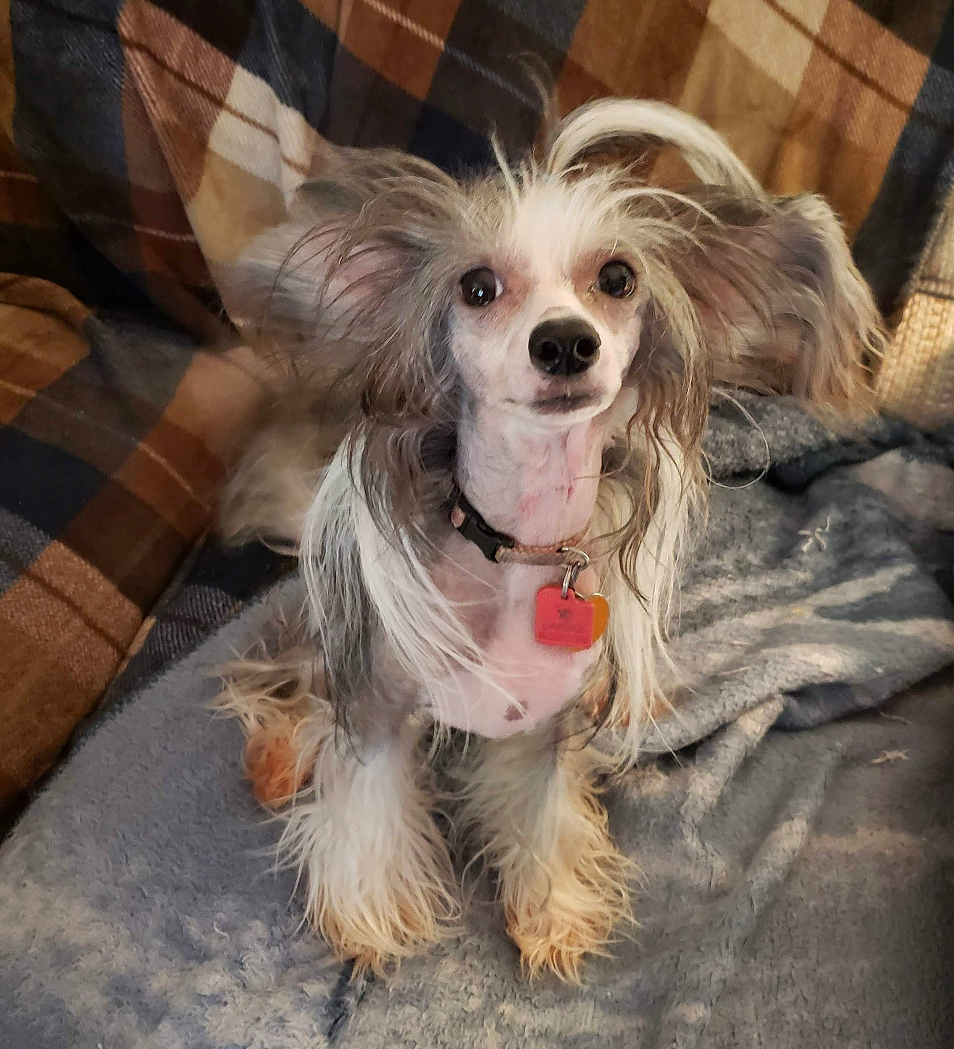 Meili is registered to the contest to win money with this photo: canidae, carnivore, companion_dog, dog, dog_breed, dog_supply, ear, eye, fashion_accessory, fawn, fur, happy, head, maltepoo, snout, sporting_group, toy_dog, wheel, whiskers, working_animal