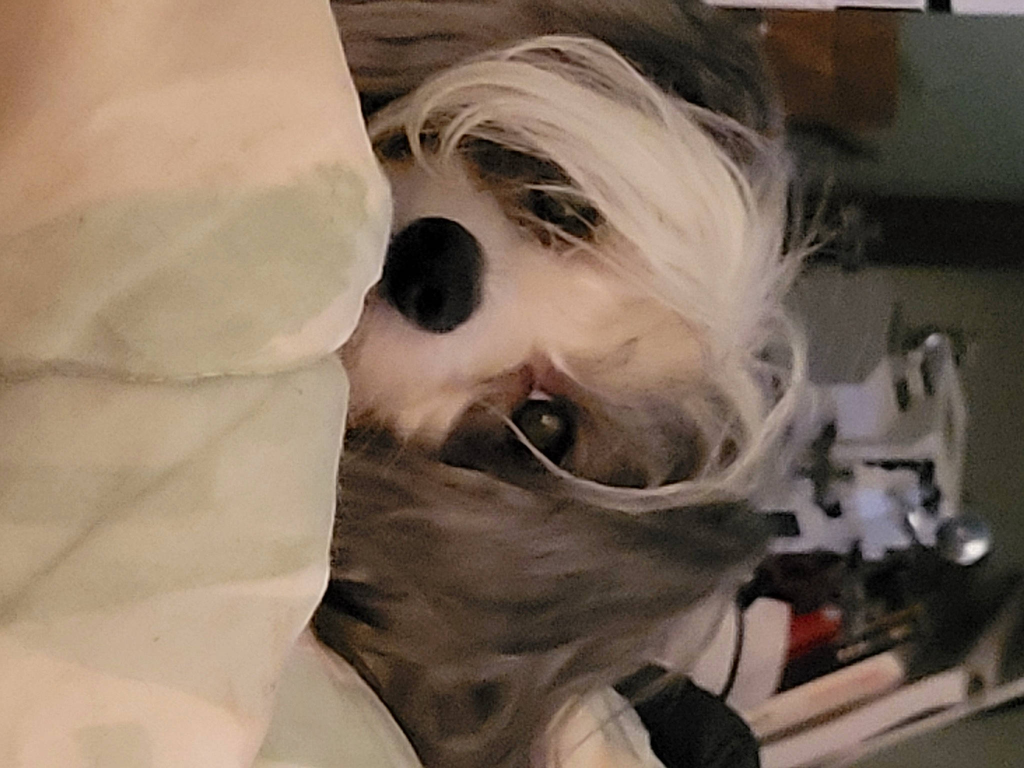 Meili joined the competition — help win amazing prizes! art, companion_dog, eyelash, eyewear, fur, linens, room, selfie, toy_dog, visual_arts, working_animal