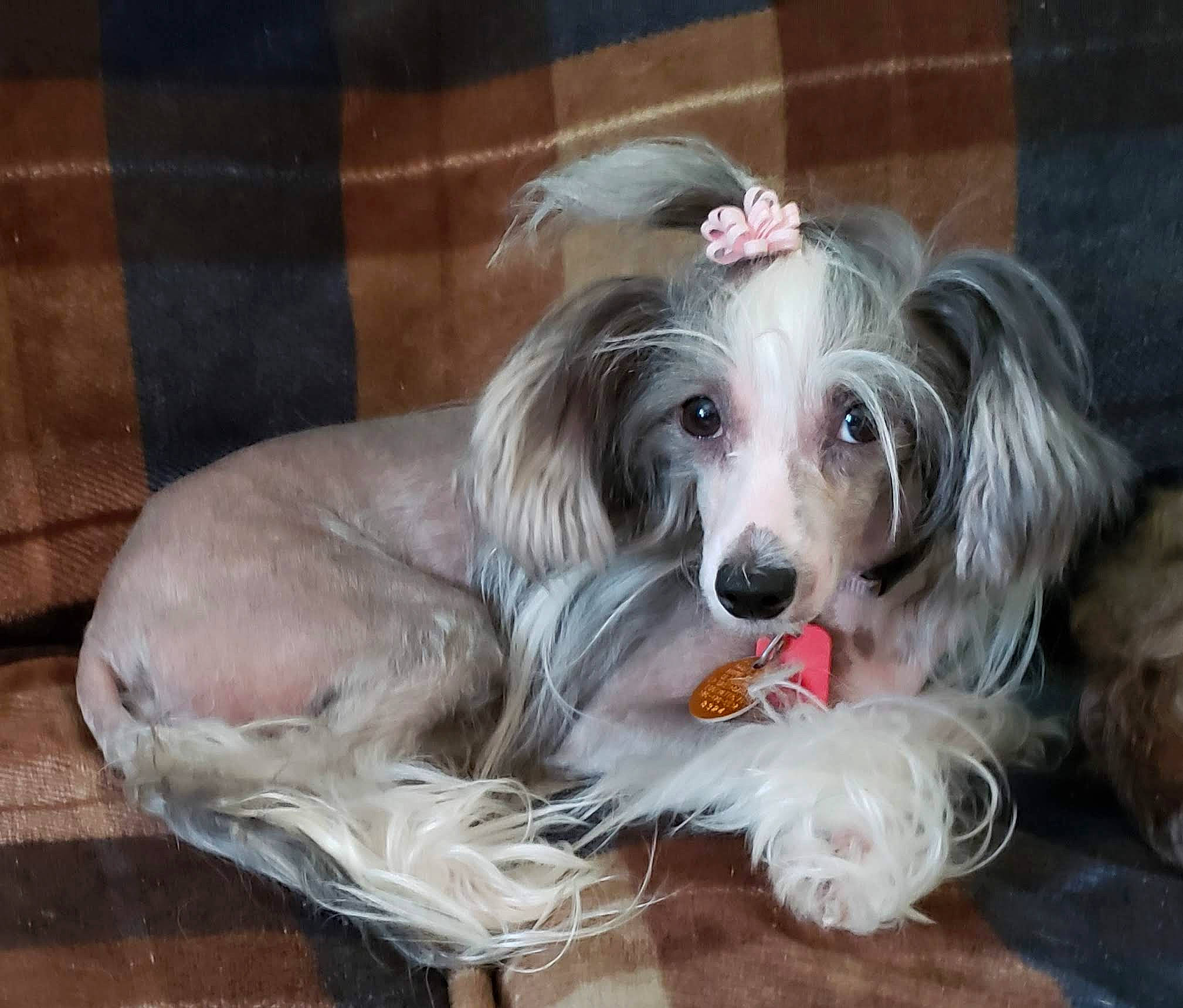Meili joined the competition — help win amazing prizes! canidae, carnivore, chinese_crested_dog, companion_dog, dog, dog_breed, dog_supply, fur, liver, plant, snout, sporting_group, terrier, toy_dog, whiskers