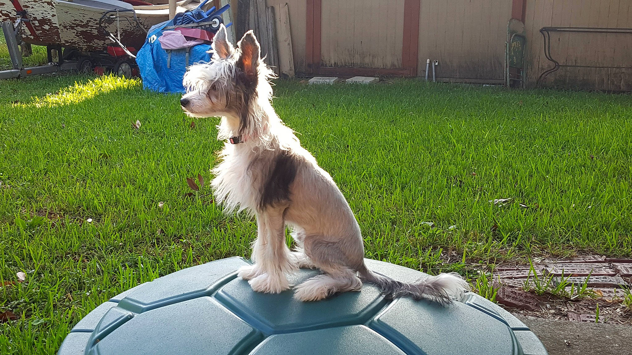 Meili is registered to the contest to win money with this photo: automotive_exterior, canidae, carnivore, companion_dog, dog, dog_breed, dog_supply, fawn, grass, hood, plant, small_terrier, sporting_group, tail, terrier, vehicle, windshield, working_dog