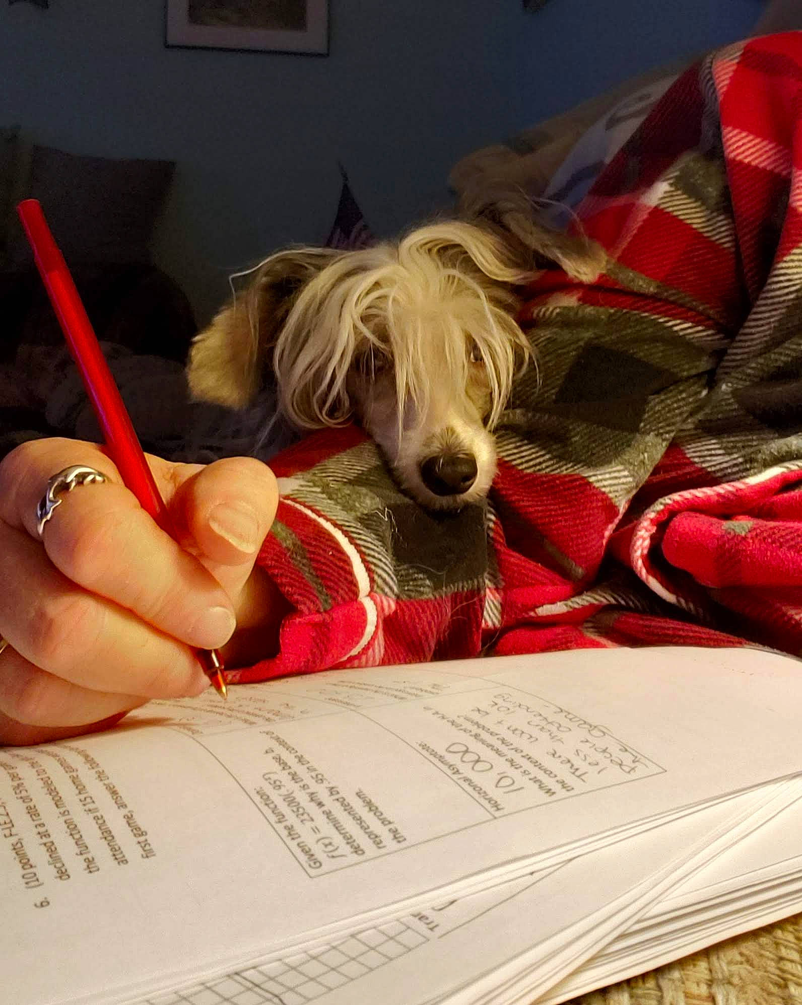 Meili joined the competition — help win amazing prizes! canidae, carnivore, comfort, companion_dog, dog, dog_breed, dog_supply, eyewear, human_leg, linens, nail, office_supplies, pen, picture_frame, reading, sporting_group, toy_dog, writing, writing_implement, writing_instrument_accessory