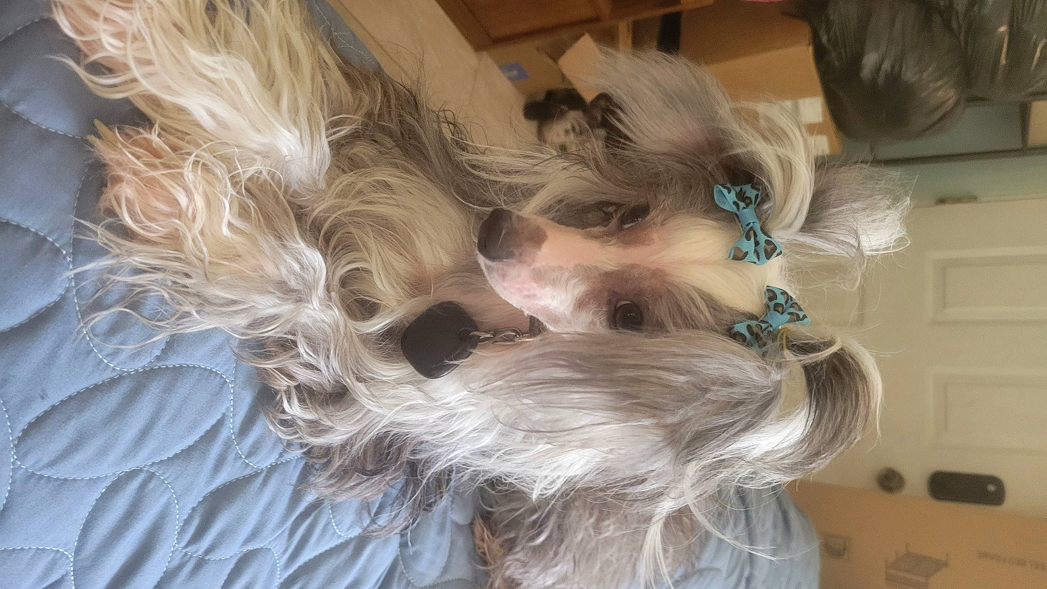 Meili is registered to the contest to win money with this photo: canidae, carnivore, companion_dog, dog, dog_breed, ear, fashion_accessory, fawn, feather, felidae, fur, liver, small_to_medium_sized_cats, snout, sporting_group, tail, terrier, toy_dog, whiskers, wing