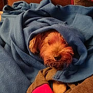 Jina participe au concours pour gagner de l'argent avec cette photo : animal, blanket, blue_blanket, brown_couch, comfort, couch, cozy, dog, fur, home, indoors, peeking, pet, relaxed, resting, small_dog, snuggled, soft_texture, warm_lighting, wrapped_up