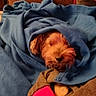 animal, blanket, blue_blanket, brown_couch, comfort, couch, cozy, dog, fur, home, indoors, peeking, pet, relaxed, resting, small_dog, snuggled, soft_texture, warm_lighting, wrapped_up