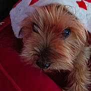 Jina participe au concours pour gagner de l'argent avec cette photo : dog, small_dog, santa_hat, red_cushion, holiday, indoor, pet, brown_fur, cozy, resting, cute, animal, christmas, decor, closeup, fur, looking_up, relaxed, soft_texture, couch