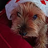 dog, small_dog, santa_hat, red_cushion, holiday, indoor, pet, brown_fur, cozy, resting, cute, animal, christmas, decor, closeup, fur, looking_up, relaxed, soft_texture, couch