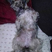 Gina participe au concours pour gagner de l'argent avec cette photo : affenpinscher, animal, canine, cockerspaniel, couch, dog, furniture, pet, poodle, puppy, terrier, whitedog