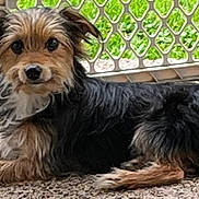 Bandit joined the competition — help win amazing prizes! dog, pet, animal, laying_down, fur, outdoor, gate, metal_gate, pebble_floor, brown_fur, black_fur, curious, looking_at_camera, small_dog, canine, ears, tail, whiskers, snout, companionship