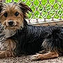 dog, pet, animal, laying_down, fur, outdoor, gate, metal_gate, pebble_floor, brown_fur, black_fur, curious, looking_at_camera, small_dog, canine, ears, tail, whiskers, snout, companionship