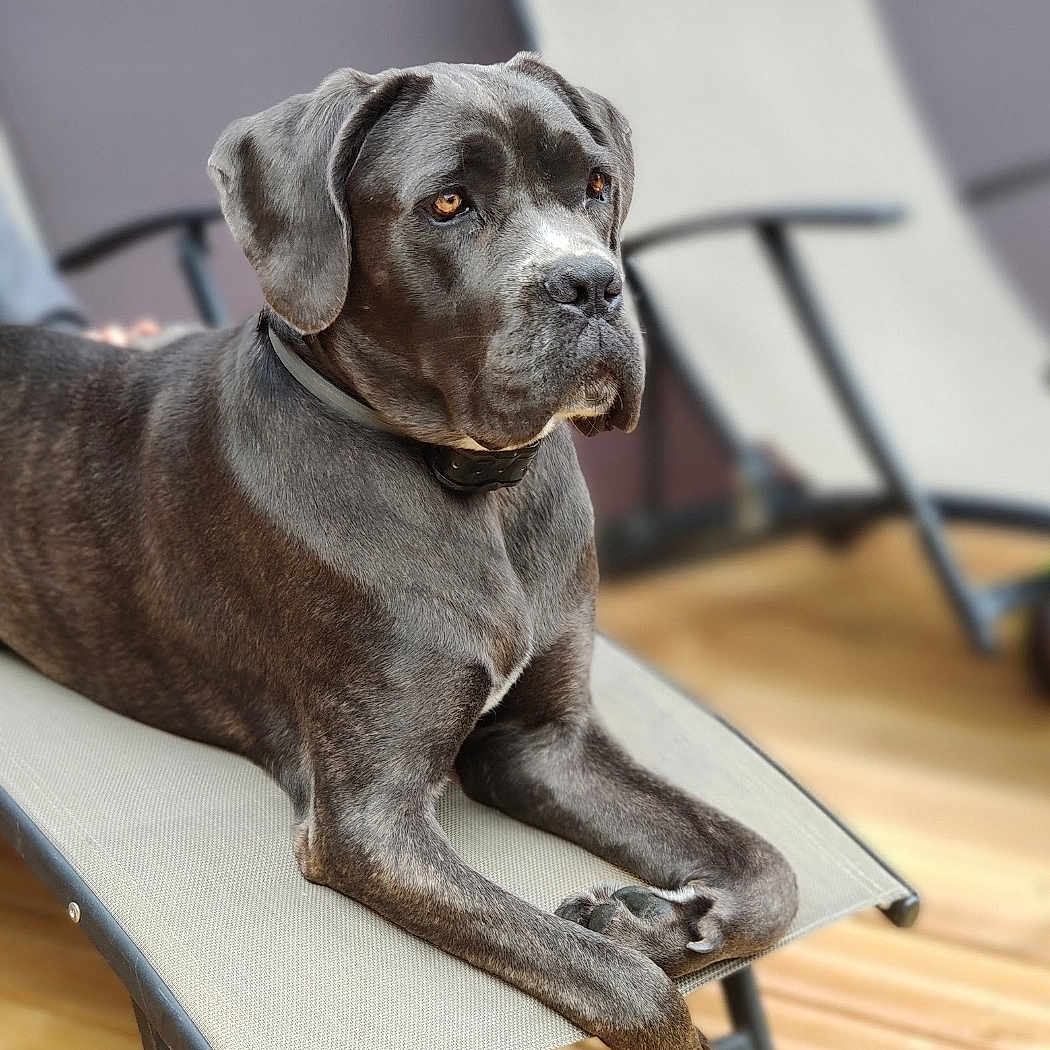 Nala a rejoint le concours — aidez-le/la à gagner de superbes lots ! amber_eyes, animal, backyard, brindle, canine, chair, collar, daylight, dog, domestic_animal, furniture, house, lounge, outdoor, pet, portrait, relaxed, resting, summer, wooden_floor