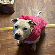 Momas is registered to the contest to win money with this photo: animal, canine, companion, curious, cute, dog, domestic_animal, flooring, food_bowl, friendly, house_pet, indoor, looking_up, mammal, pet, pink_jacket, quilted_jacket, small_dog, white_dog, wooden_floor