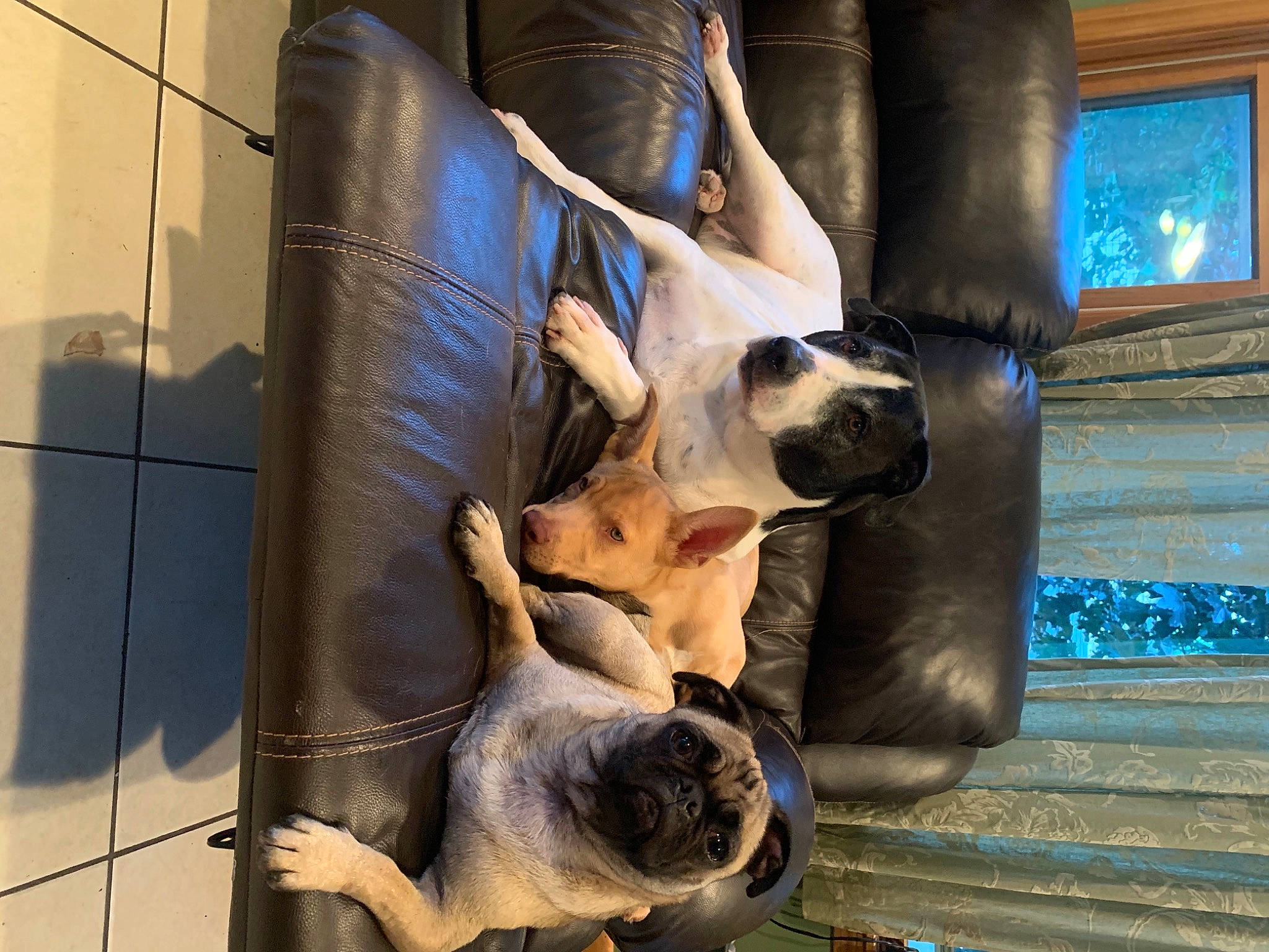 Millie joined the competition — help win amazing prizes! blue, canidae, carnivore, companion_dog, dog, dog_breed, fawn, fur, human_leg, leisure, mammal, non_sporting_group, snout, sporting_group, vertebrate, window, wood, working_animal, working_dog