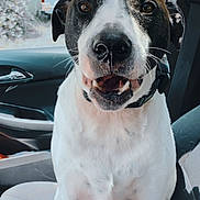 Mac joined the competition — help win amazing prizes! automotive_exterior, automotive_lighting, automotive_mirror, car, carnivore, collar, companion_dog, dog, dog_breed, dog_collar, fawn, fur, snout, snow, vehicle, whiskers, white, window, windshield, working_animal