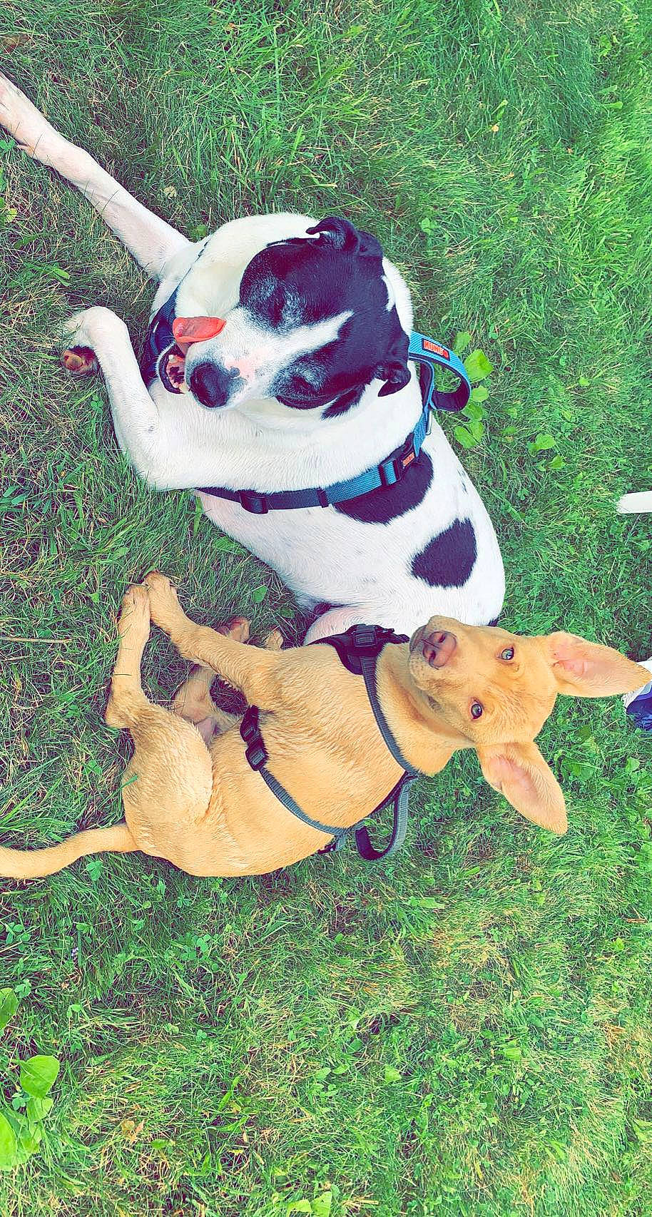 Draco joined the competition — help win amazing prizes! carnivore, collar, companion_dog, dog, dog_breed, dog_clothes, dog_collar, dog_supply, eyewear, fawn, grass, leash, mammal, personal_protective_equipment, pet_supply, snout, sporting_group, tail, vision_care, working_animal