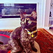 Grace is registered to the contest to win money with this photo: cat, tortoiseshell, pet, indoor, collar, yellow_eyes, curious, sitting, feline, home, fireplace, rug, texture, alert, animal, fur, domestic, mammal, whiskers, yellow_bell