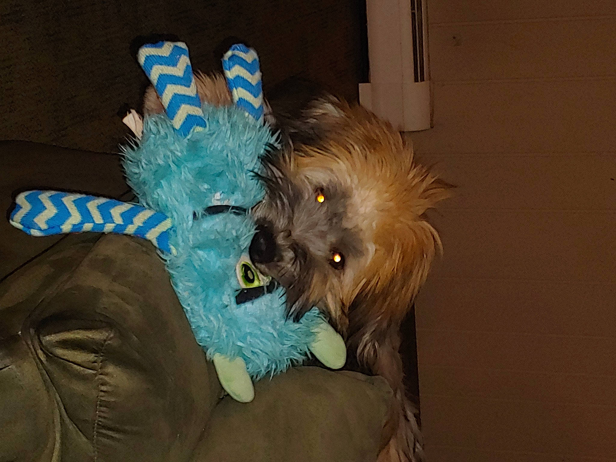 Piper joined the competition — help win amazing prizes! art, canidae, carnivore, companion_dog, costume, dog, dog_breed, dog_clothes, feather, fur, hat, mask, mythical_creature, personal_protective_equipment, small_terrier, sporting_group, terrier, toy_dog, working_animal, wrinkle