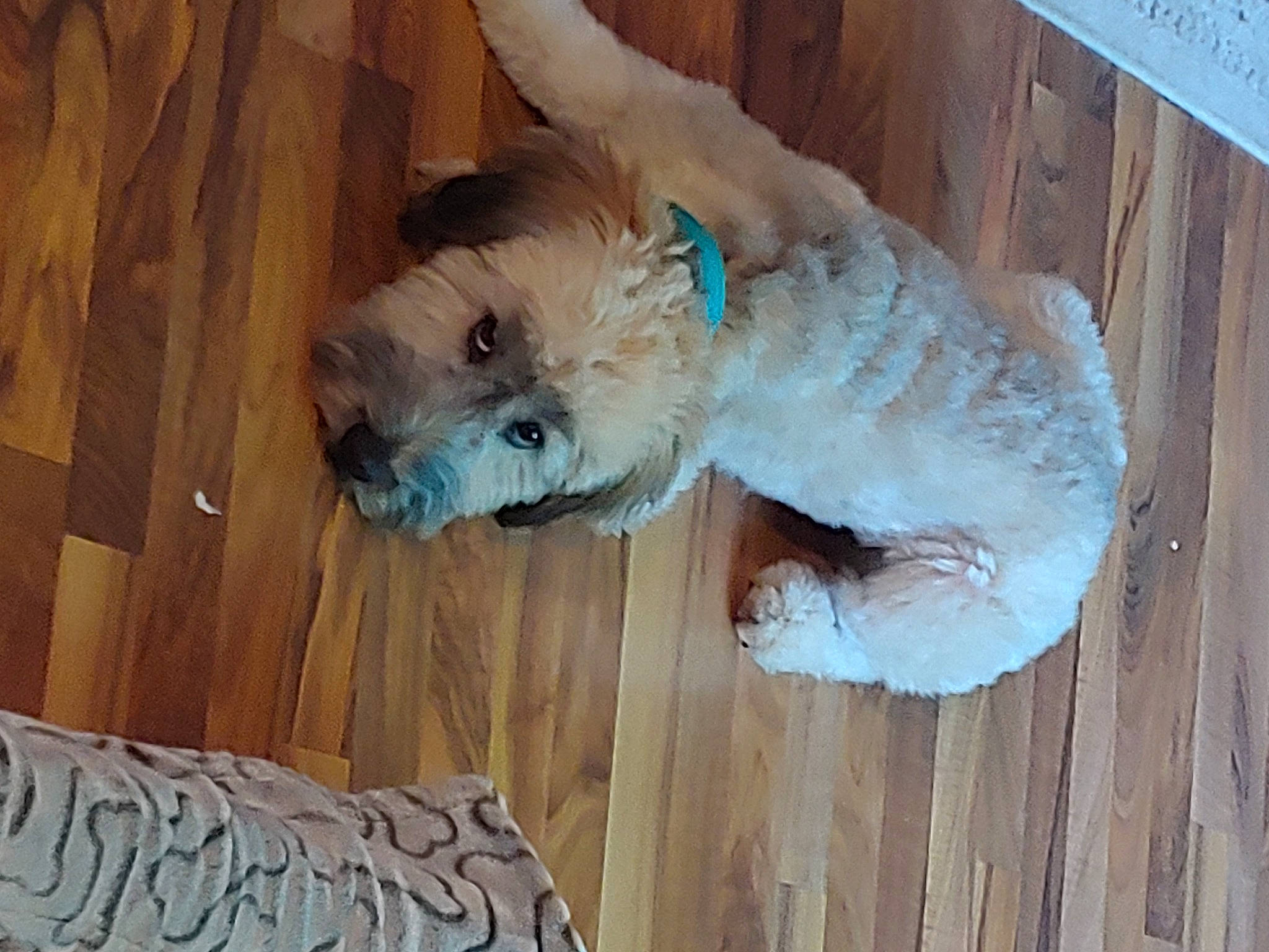 Piper joined the competition — help win amazing prizes! canidae, carnivore, companion_dog, dog, dog_breed, dog_clothes, dog_supply, fawn, felidae, fur, hardwood, small_terrier, snout, sporting_group, tail, terrier, toy_dog, wood, wood_stain, working_animal