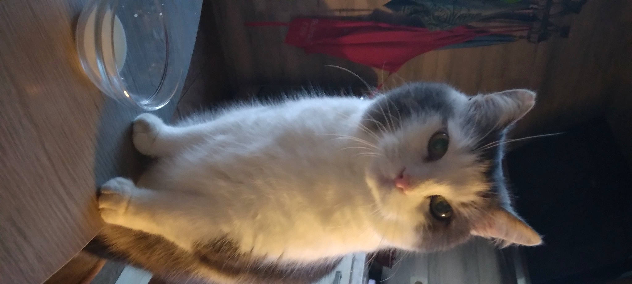 Grisou a rejoint le concours — aidez-le/la à gagner de superbes lots ! carnivore, cat, claw, domestic_short_haired_cat, felidae, fur, paw, small_to_medium_sized_cats, snout, tail, whiskers