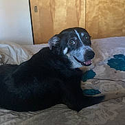 Corky joined the competition — help win amazing prizes! animal, bed, bedding, bedroom, black_and_white, canine, cozy, cute, dog, domestic, floral_pattern, friendly, fur, happy, indoor, looking_back, pet, relaxed, resting, smiling