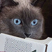 Vandaele Vandaele participe au concours pour gagner de l'argent avec cette photo : cat, siamese_cat, blue_eyes, close_up, cardboard_box, peeking, curious, pet, animal, feline, whiskers, ears, face, indoor, brown_fur, black_nose, patterned_box, leaf_illustration, still_life, portrait
