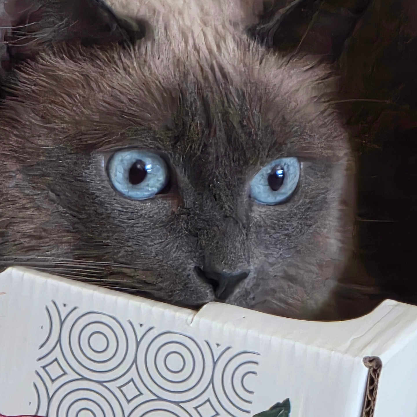 Vandaele Vandaele participe au concours pour gagner de l'argent avec cette photo : animal, black_nose, blue_eyes, brown_fur, cardboard_box, cat, close_up, curious, ears, face, feline, indoor, leaf_illustration, patterned_box, peeking, pet, portrait, siamese_cat, still_life, whiskers