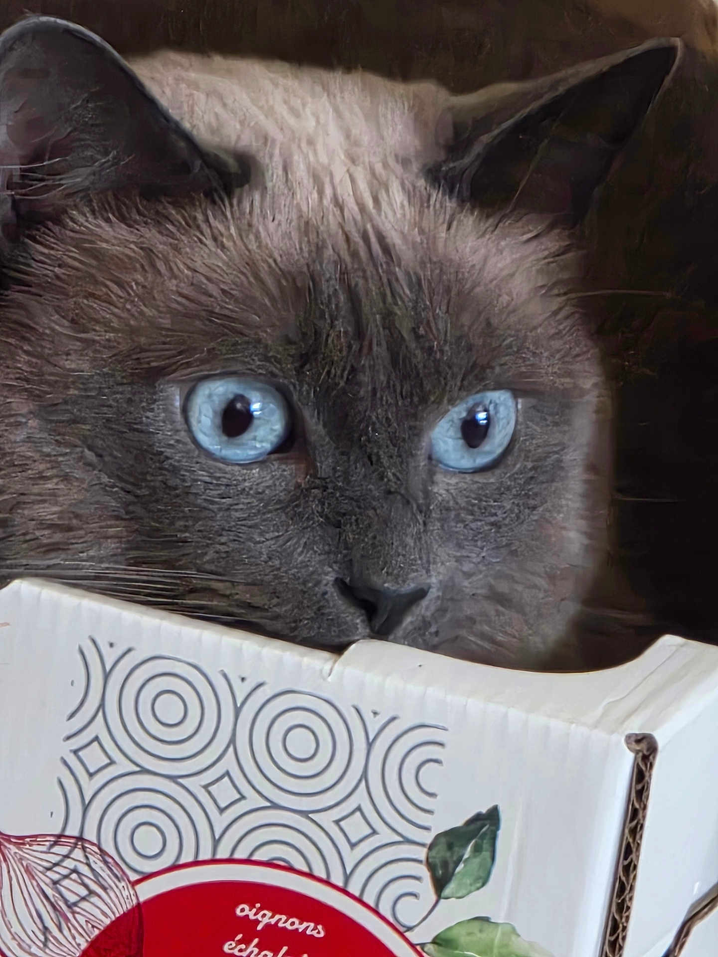Vandaele Vandaele participe au concours pour gagner de l'argent avec cette photo : cat, siamese_cat, blue_eyes, close_up, cardboard_box, peeking, curious, pet, animal, feline, whiskers, ears, face, indoor, brown_fur, black_nose, patterned_box, leaf_illustration, still_life, portrait
