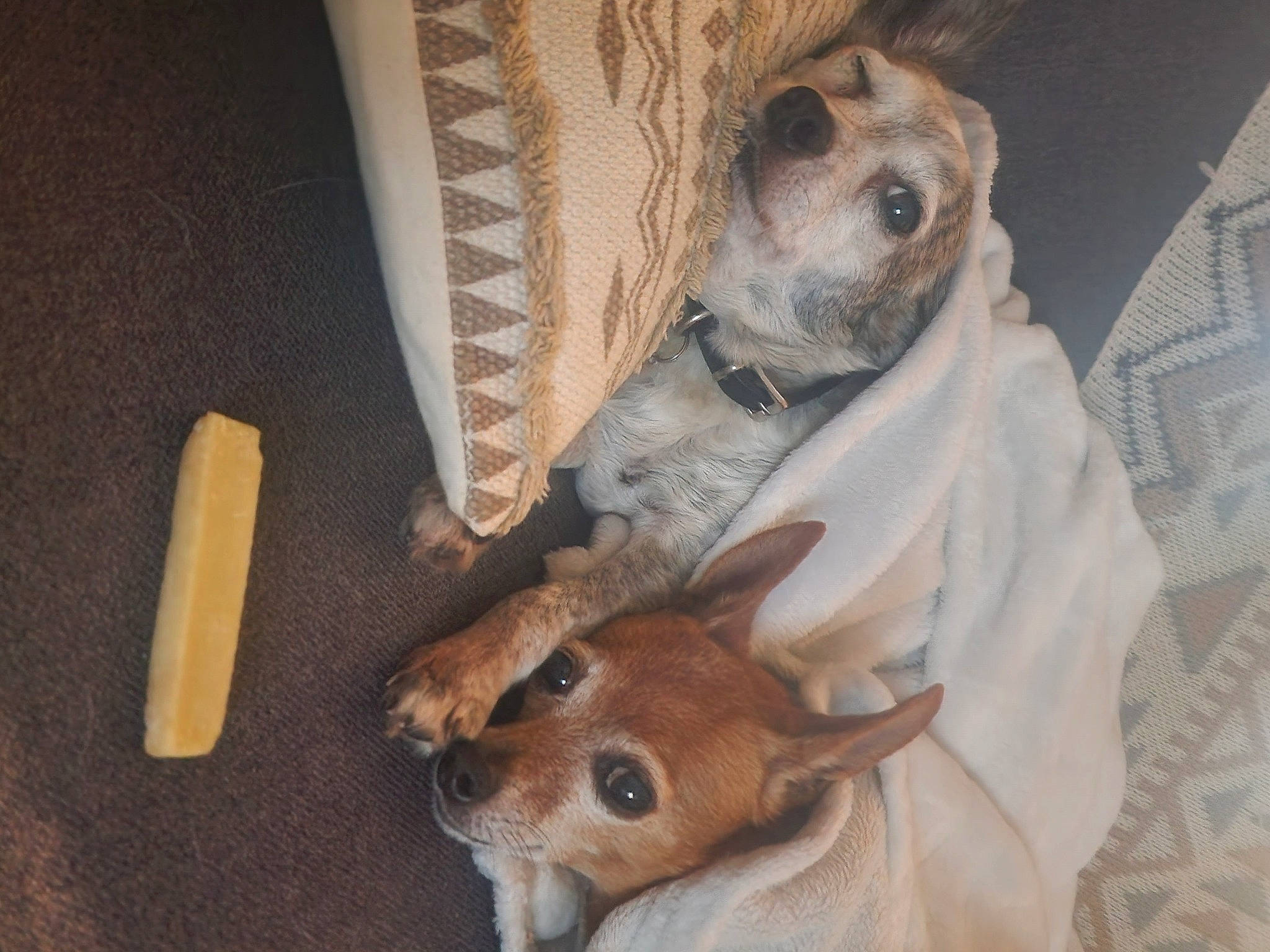 Goliath Et Jack participe au concours pour gagner de l'argent avec cette photo : canidae, carnivore, comfort, companion_dog, dog, dog_breed, dog_supply, ear, fawn, fur, paw, pet_supply, snout, sporting_group, tail, terrestrial_animal, toy_dog, whiskers, wood, working_animal