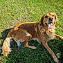 animal, canine, daytime, dog, friendly, fur, golden_retriever, grass, happy, laying_down, mammal, nature, outdoor, pet, playing, shadow, summer, sunlight, tennis_ball, tongue_out