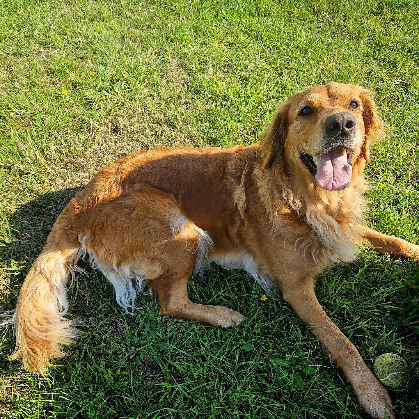Truffle is registered to the contest to win money with this photo: animal, canine, daytime, dog, friendly, fur, golden_retriever, grass, happy, laying_down, mammal, nature, outdoor, pet, playing, shadow, summer, sunlight, tennis_ball, tongue_out