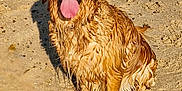 Truffle joined the competition — help win amazing prizes! animal, beach, canine, closeup, daytime, dog, golden_retriever, happy, mammal, nature, outdoor, pet, playful, sand, shadow, sitting, summer, sunlight, tongue_out, wet_fur