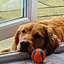 Truffle is registered to the contest to win money with this photo: animal, ball, carpet, close_up, dog, domestic, ears, fur, glass_door, golden_retriever, head, indoor, nose, outdoor, pet, playful, quiet, resting, toy, window