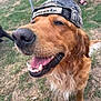 Truffle is registered to the contest to win money with this photo: animal, camo, canine, cap, closeup, dog, footwear, fur, golden_retriever, grass, happy, mouth_open, nature, outdoor, paw, person, pet, sandals, smiling, tongue