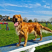 Truffle joined the competition — help win amazing prizes! agility_course, animal, blue_sky, canine, daytime, dog, fence, field, golden_retriever, grass, happy, house, nature, outdoor, pet, playful, sunny, tongue_out, training_equipment, tree