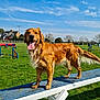 agility_course, animal, blue_sky, canine, daytime, dog, fence, field, golden_retriever, grass, happy, house, nature, outdoor, pet, playful, sunny, tongue_out, training_equipment, tree