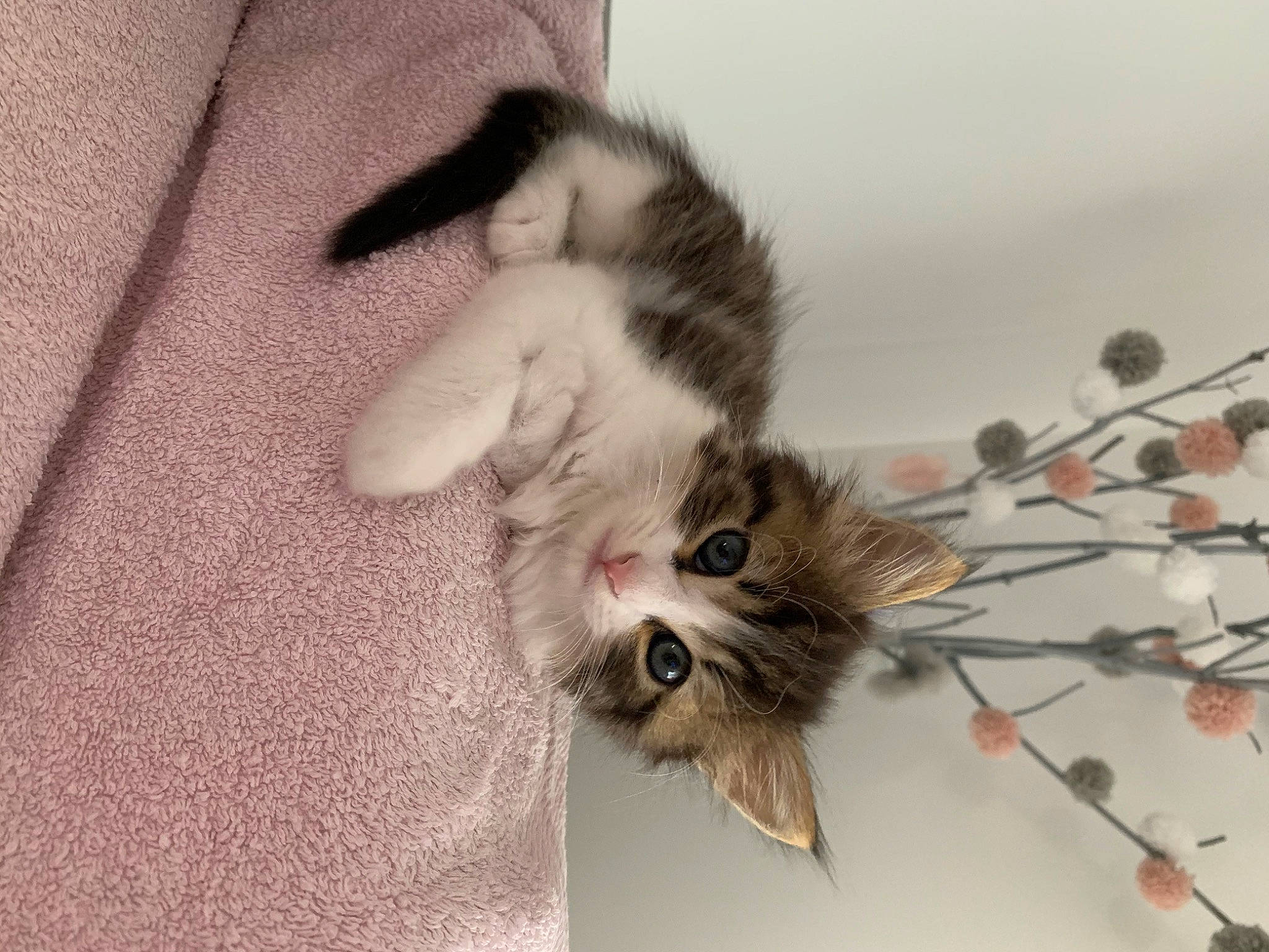 Flocky a rejoint le concours — aidez-le/la à gagner de superbes lots ! carnivore, cat, claw, european_shorthair, fawn, felidae, fur, kitten, mammal, munchkin, norwegian_forest_cat, paw, polydactyl_cat, ragamuffin, small_to_medium_sized_cats, snout, tail, whiskers