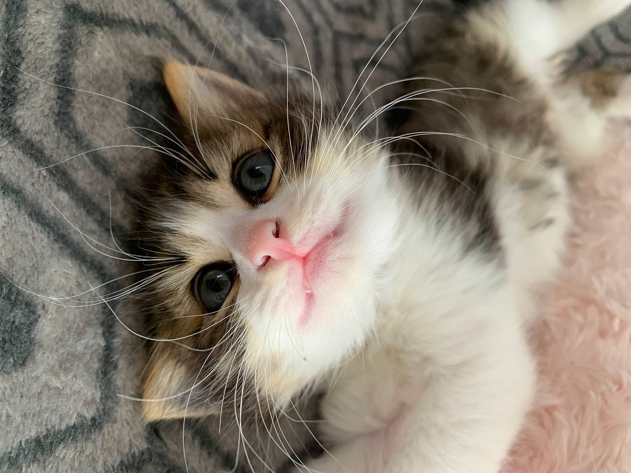 Flocky participe au concours pour gagner de l'argent avec cette photo : aegean_cat, carnivore, cat, close_up, domestic_long_haired_cat, european_shorthair, eye, facial_expression, felidae, fur, kitten, mammal, norwegian_forest_cat, nose, paw, polydactyl_cat, siberian, small_to_medium_sized_cats, snout, whiskers