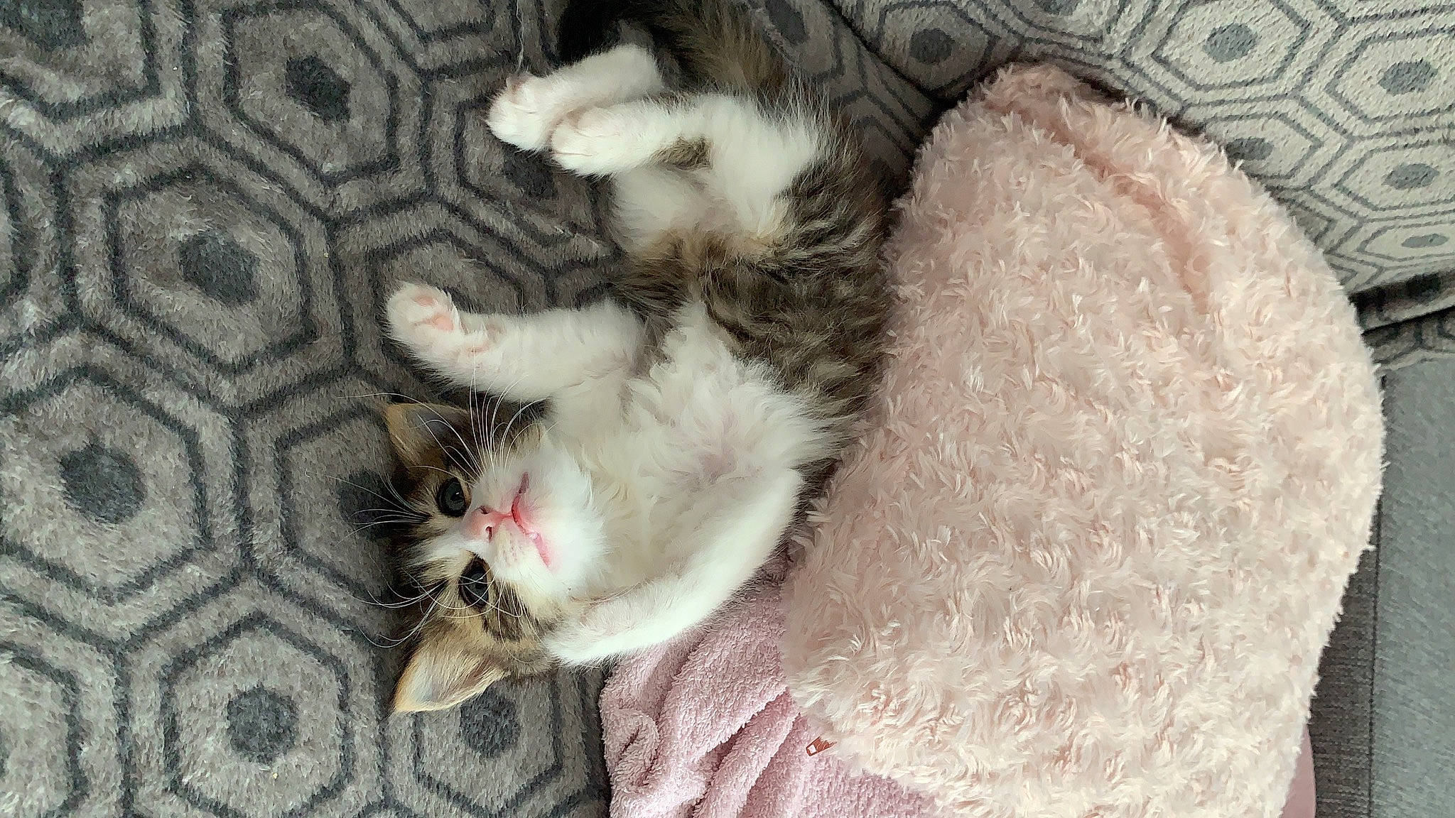 Flocky participe au concours pour gagner de l'argent avec cette photo : carnivore, cat, claw, european_shorthair, felidae, fur, german_rex, kitten, norwegian_forest_cat, paw, polydactyl_cat, small_to_medium_sized_cats, tail, turkish_angora, whiskers