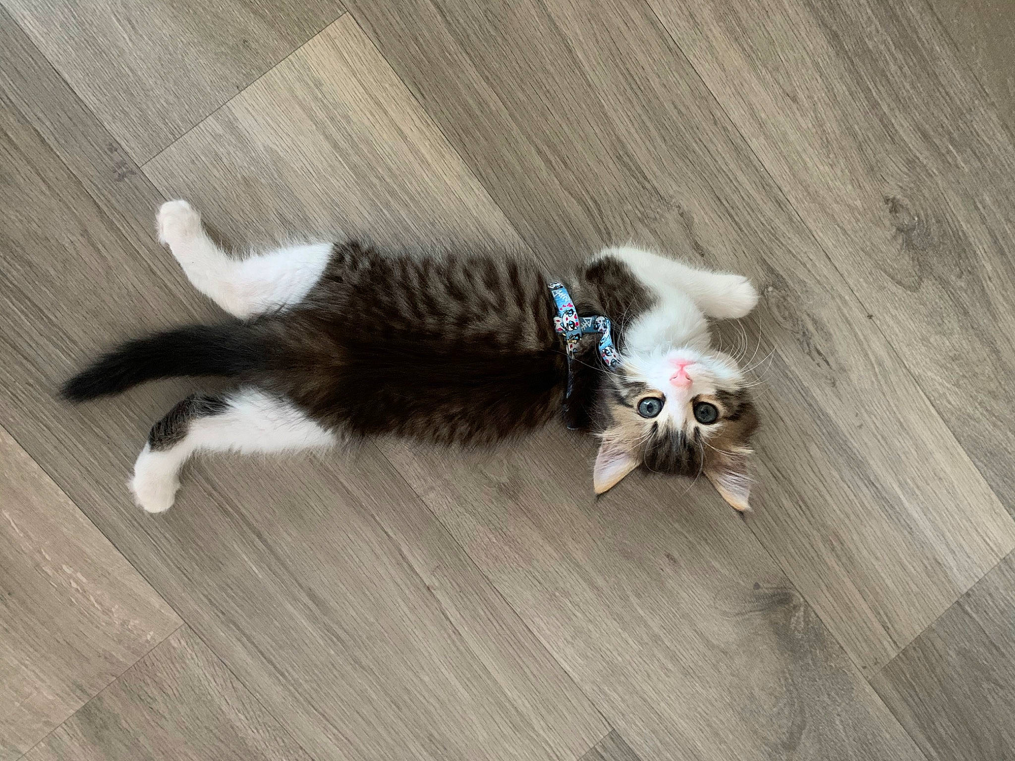 Flocky a rejoint le concours — aidez-le/la à gagner de superbes lots ! american_curl, carnivore, cat, european_shorthair, fawn, felidae, floor, flooring, fur, hardwood, kitten, laminate_flooring, norwegian_forest_cat, paw, polydactyl_cat, small_to_medium_sized_cats, tail, whiskers, wood, wood_flooring