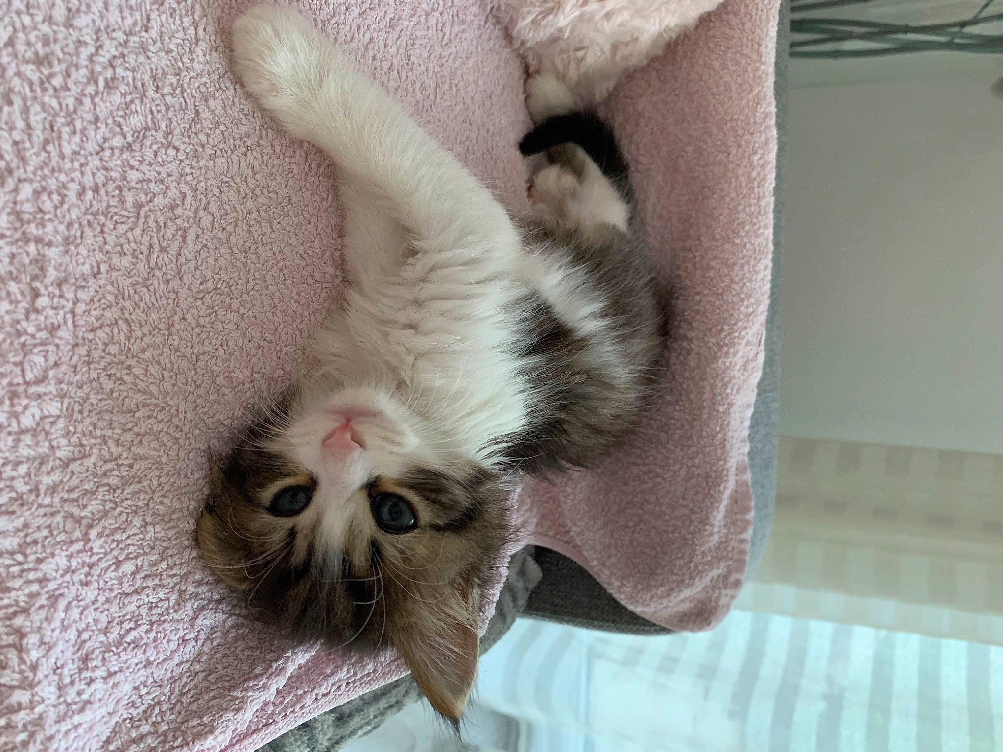 Flocky participe au concours pour gagner de l'argent avec cette photo : asian, carnivore, cat, claw, ear, european_shorthair, fawn, felidae, fur, kitten, munchkin, norwegian_forest_cat, paw, polydactyl_cat, singapura, small_to_medium_sized_cats, tail, whiskers