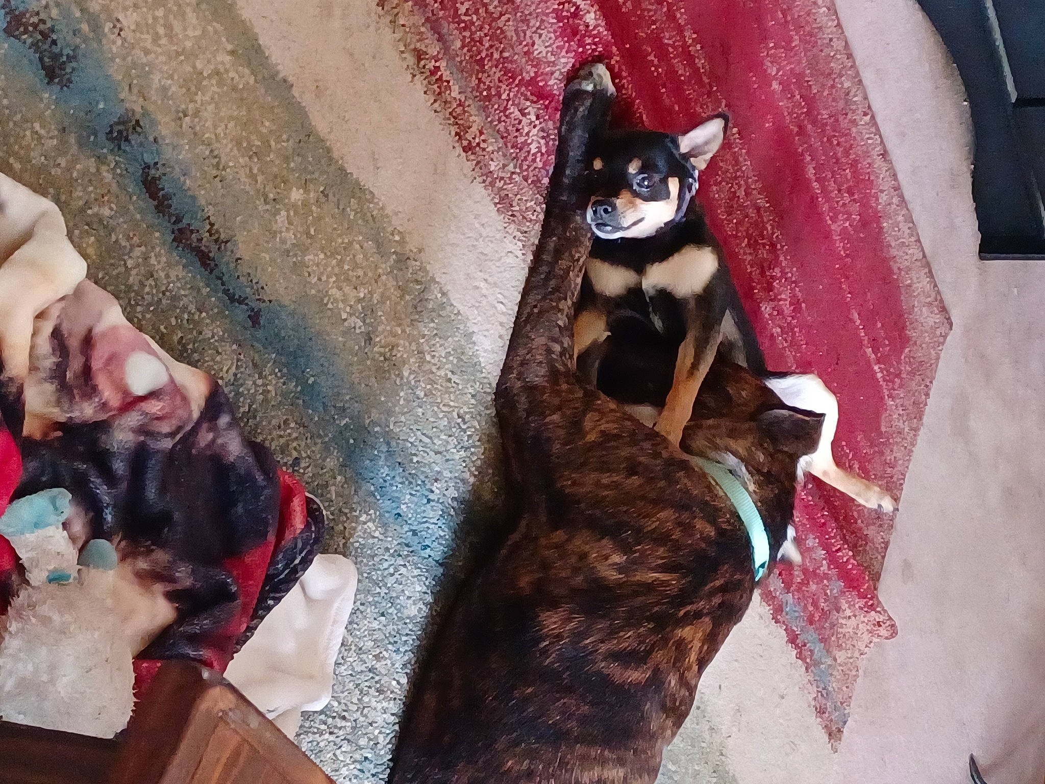 Otis joined the competition — help win amazing prizes! black_hair, carnivore, cat, companion_dog, dog_breed, eyewear, fawn, felidae, fictional_character, flooring, fun, fur, leg, mammal, small_to_medium_sized_cats, snout, tail, textile, vertebrate, whiskers