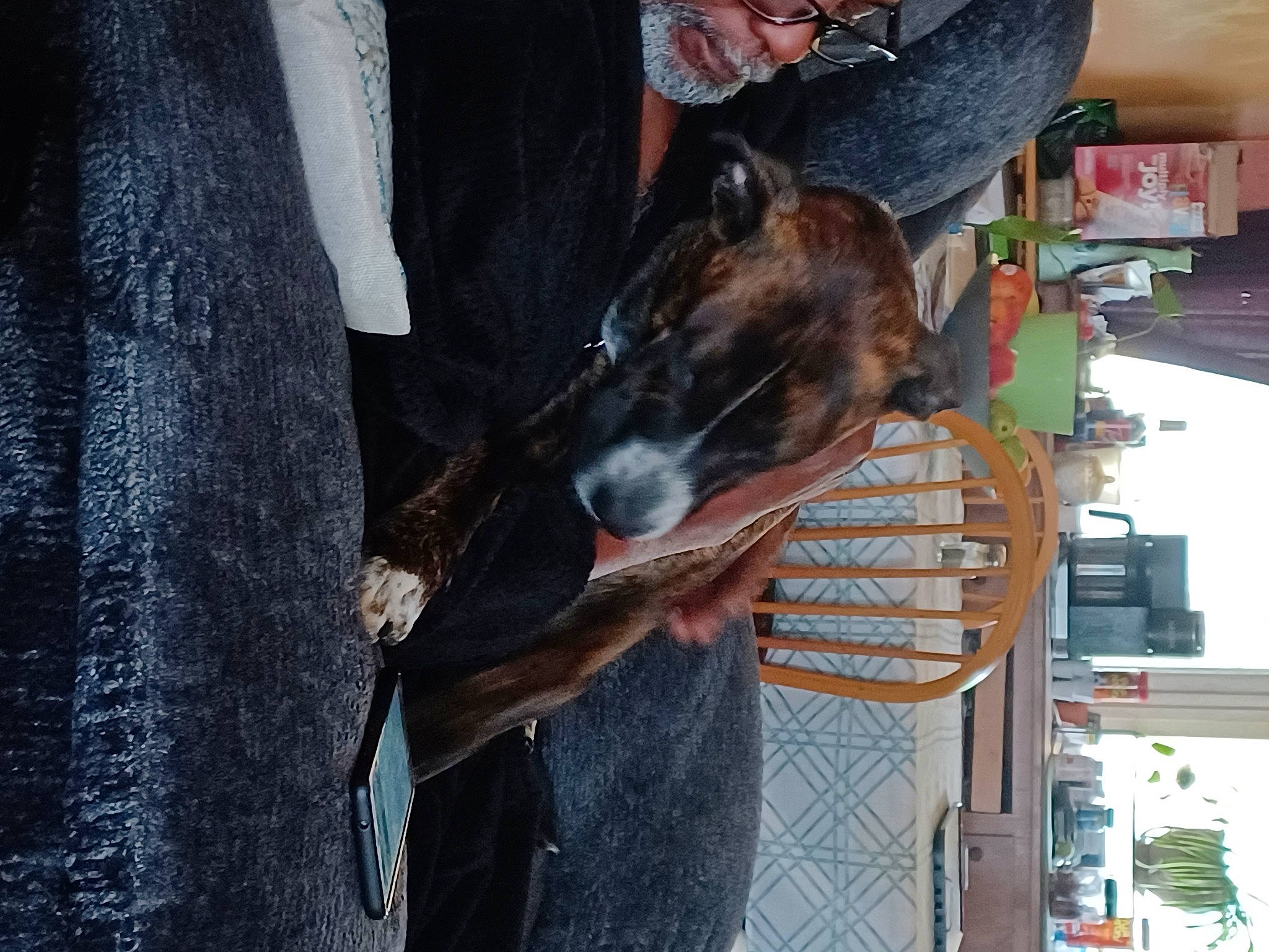 Otis joined the competition — help win amazing prizes! canidae, carnivore, collar, companion_dog, dog, dog_breed, dog_collar, fedora, fur, guard_dog, hat, snout, sporting_group, sun_hat, working_animal