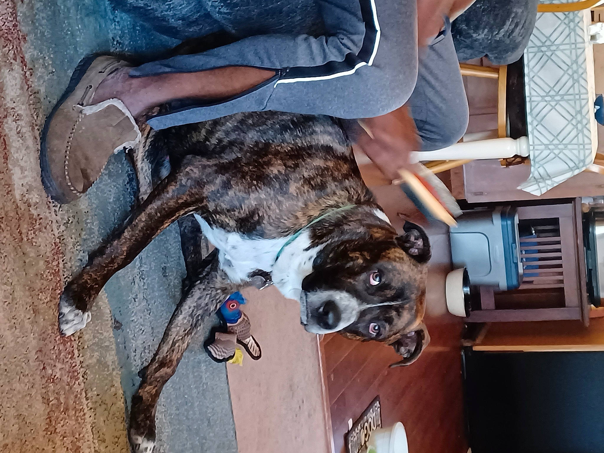 Otis is registered to the contest to win money with this photo: canidae, carnivore, chair, claw, collar, companion_dog, dog, dog_breed, elbow, engineering, fawn, fun, fur, human_leg, machine, snout, sporting_group, wood, working_animal, wrist