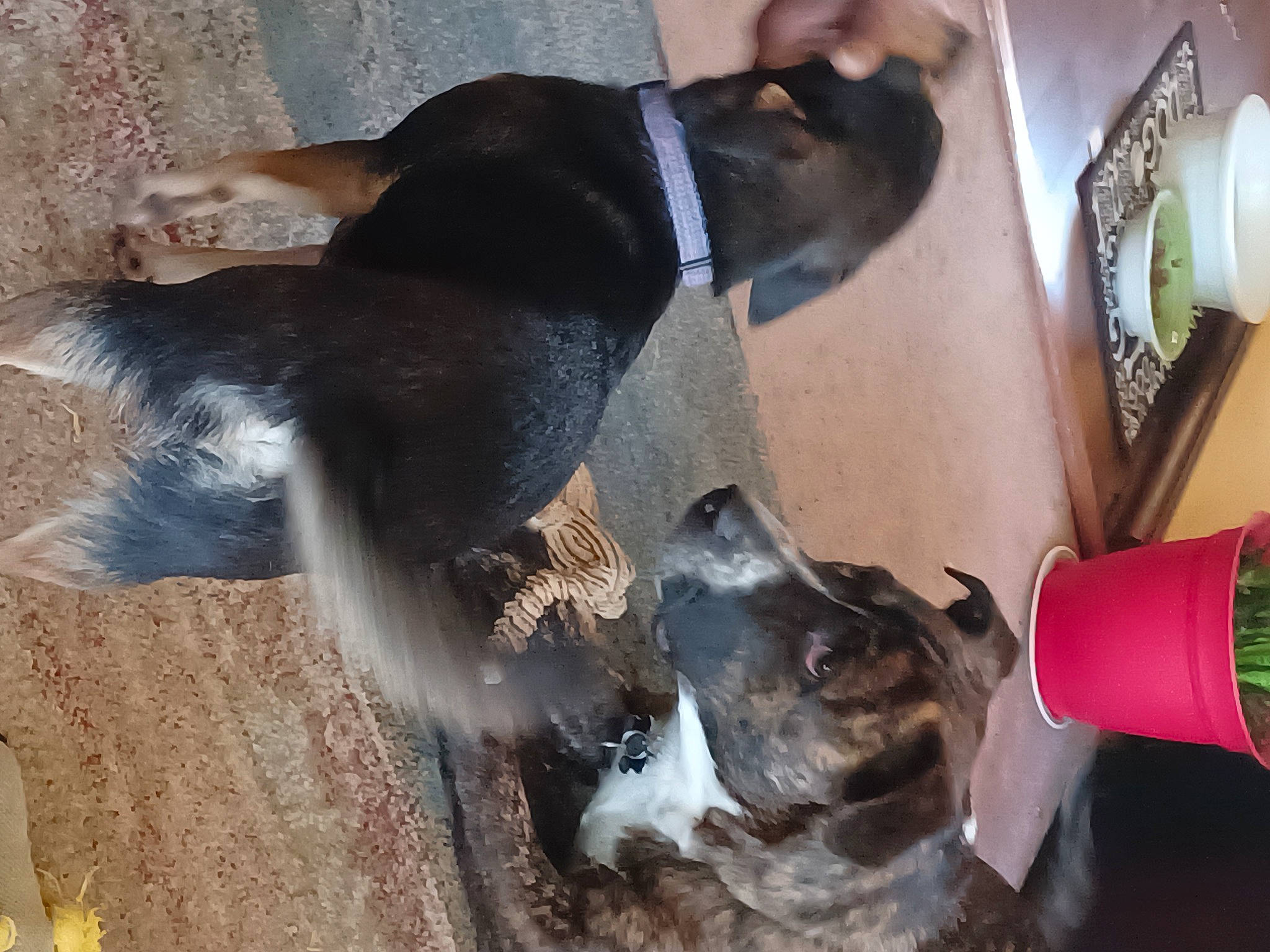 Otis is registered to the contest to win money with this photo: canidae, carnivore, collar, comfort, companion_dog, dog, dog_breed, fawn, fur, guard_dog, non_sporting_group, pet_supply, snout, sporting_group, tail, whiskers, working_animal, working_dog