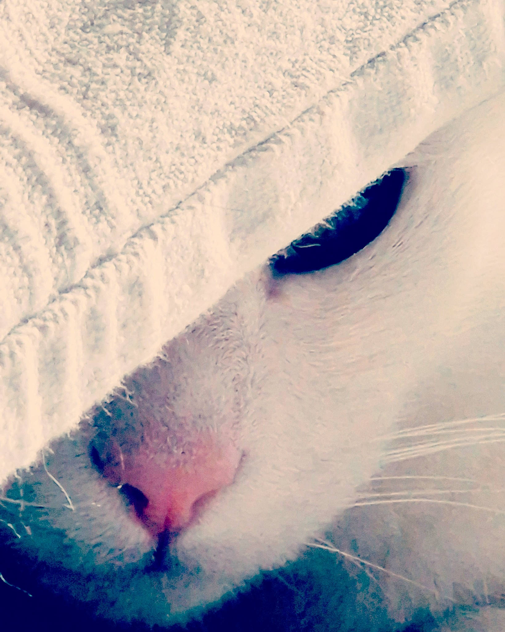 Ysatis a rejoint le concours — aidez-le/la à gagner de superbes lots ! art, azure, carnivore, cat, cloud, comfort, electric_blue, eyelash, felidae, fur, happy, line, meteorological_phenomenon, nose, small_to_medium_sized_cats, snout, square, vertebrate, whiskers, winter