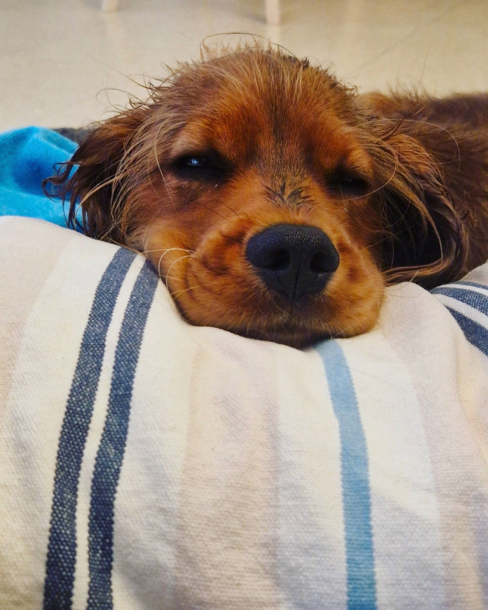 Simba